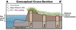 Accretionary marsh levees act as emerging barriers to interior elevation gain
